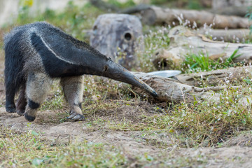 anteater