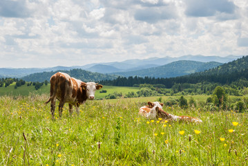 Cows on a meadow in Bieszczady, Poland