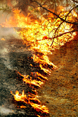 Burning grass and pine needles in forest fires