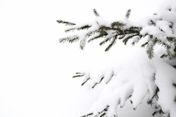 Snowy branch of firtree