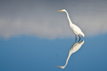 Great Egret Against a Pale Blue Background