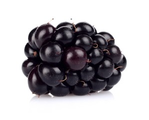 Studio shot one fresh blackberries isolated white