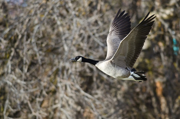 Obraz premium Canada Goose Flying Across the Autumn Woods