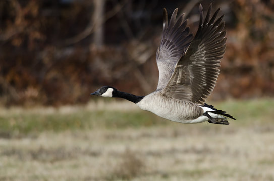 Canada Goose Taking to Flight from an Autumn Field