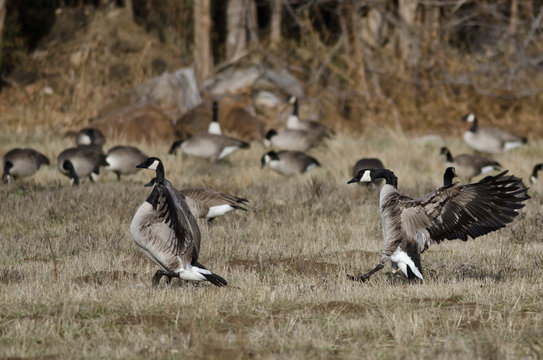 Canada Geese Landing in an Autumn Field