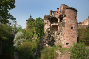 Fototapeta premium Heidelberger Schloss