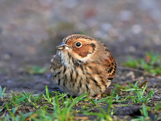 Little Bunting (emberiza pusilla)