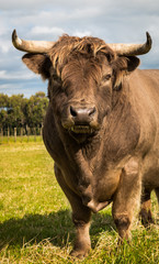 Brown Highland Bull