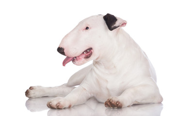 english bull terrier puppy