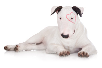 english bull terrier puppy with a drawn heart