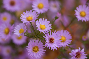Obraz premium chrysanthemums