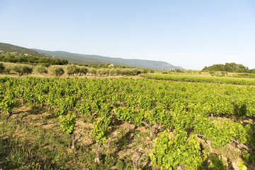 Fototapeta na wymiar Vineyard in Provence