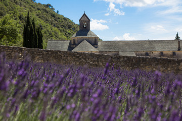 Lavender fields in Provence