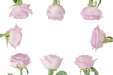 rosebuds on white background