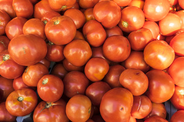 Tomato