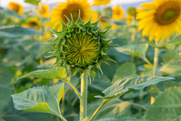 Young sunflower in the field