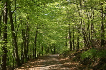 Waldweg