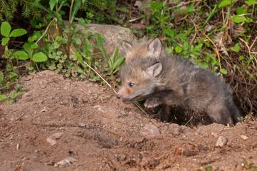 Red Fox Kit (Vulpes vulpes) Springs Out of Den