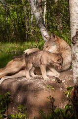 Grey Wolf (Canis lupus) Lies on Rock with Paw Over Pup