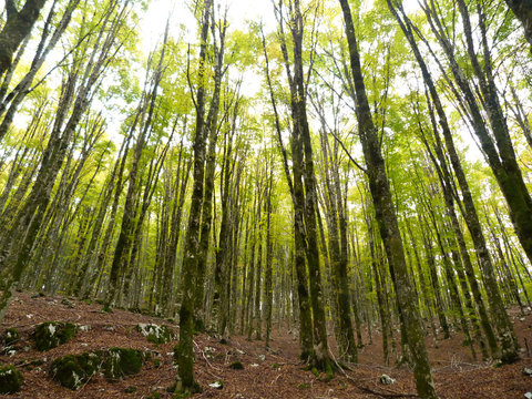 bosco di faggio in autunno