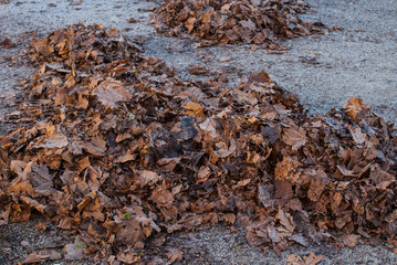 Mucchio di foglie secche, autunno