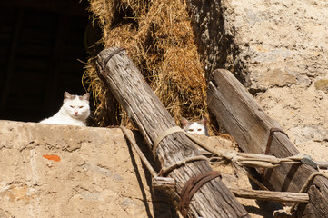 two white cats upper a wood scale