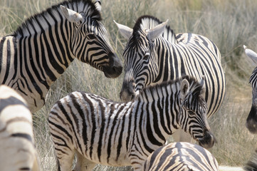 Fototapeta na wymiar Zebraherde am Wasserloch, Etoscha, Namibia, Afrika