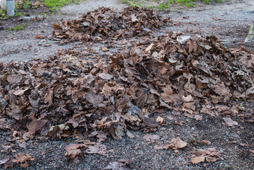 Mucchio di foglie secche, autunno