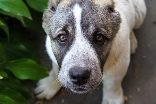Central Asian Shepherd puppy