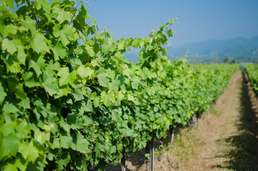 Fototapeta na wymiar winery in row