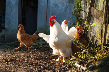 withe and brown hens