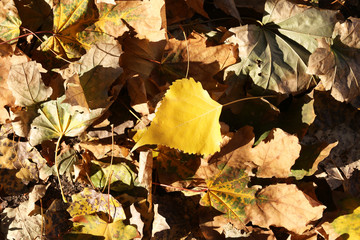 Beautiful autumn leaves