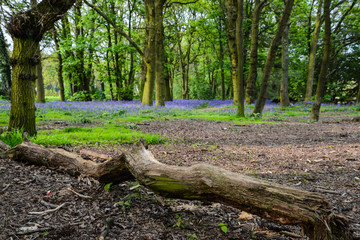 Spring bluebells flowers in forest