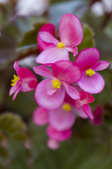 Close up view of a beautiful pink garden flower.