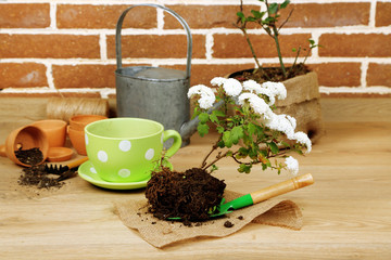 Flowers in pot, potting soil, watering can and plants