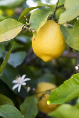 Close up view of a lemon hanging from the tree.