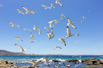 swarm of flying sea gulls