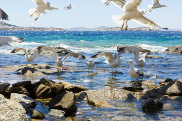 swarm of flying sea gulls