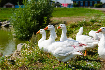 Obraz premium Geese in the village pond