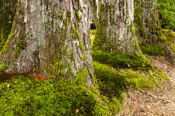 Huge cryptomeria trees