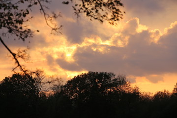 Fototapeta na wymiar Burning orange sky with tree silhouettes