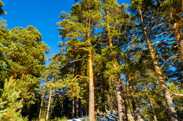 Winter pine forest in the mountains
