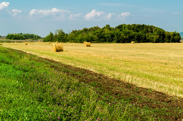 Twisted hay on the field in summer