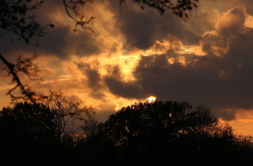 Fototapeta na wymiar Burning orange sky with tree silhouettes