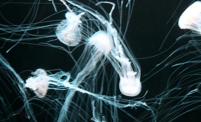 Jellyfish Takeover