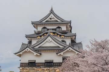 春の彦根城の天守