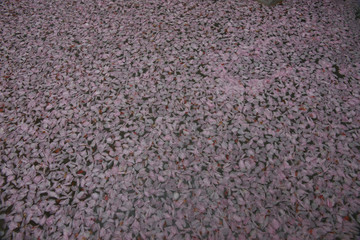 Rosa Blütenblätter im Wasser