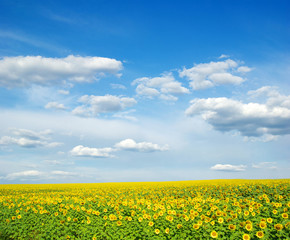 Obraz premium field of sunflowers and blue sky