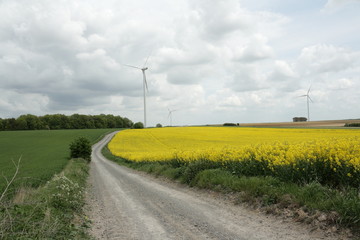 Fototapeta na wymiar Champ de colza et éoliennes,Picardie