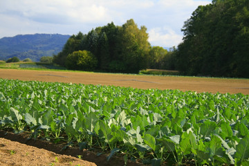 Field of cabbage kohlrabi.